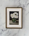 DAISY - Art Print (unframed) 5 x 7