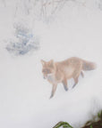 Art: Fox In Winter Framed